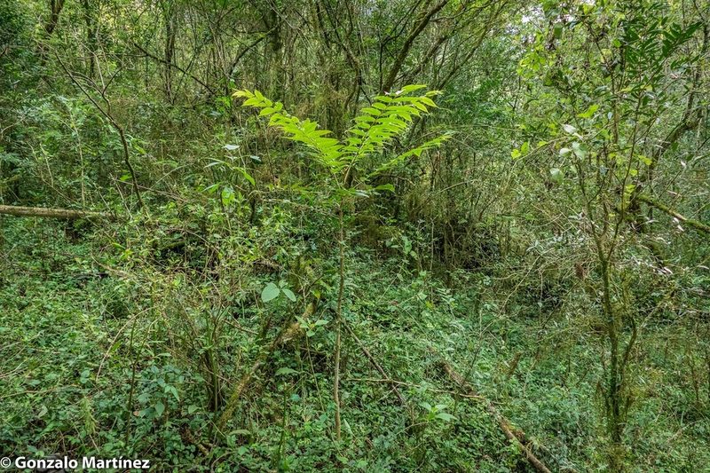 Cedrela angustifolia, photographed by Gonzalo Martinez