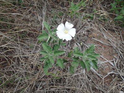 Monsonia emarginata, photographed by Mahomed Desai