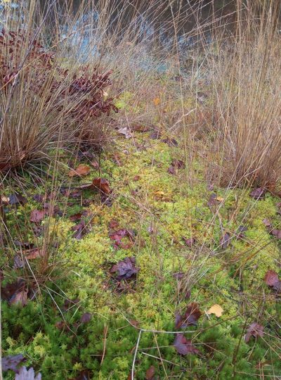 Sphagnum inundatum, photographed by leighmus