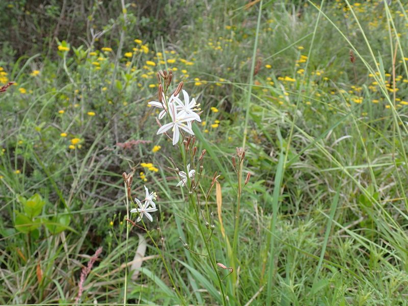 Trachyandra asperata, photographed by Mahomed Desai