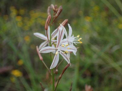 Trachyandra asperata, photographed by Mahomed Desai