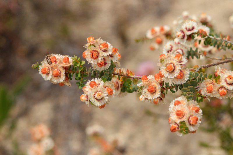 Verticordia fragrans, photographed by Cal Wood