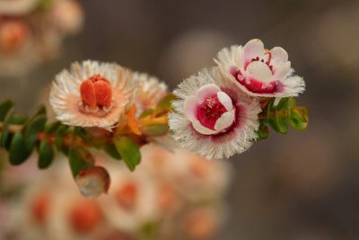 Verticordia fragrans, photographed by Cal Wood
