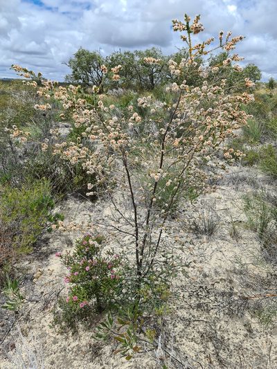 Verticordia fragrans, photographed by Cal Wood