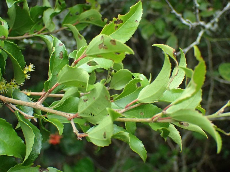 Trimeria trinervis, photographed by Mahomed Desai