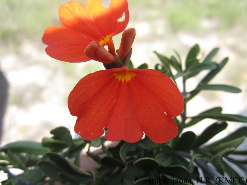 Crossandra grandidieri, photographed by Romer N. Rabarijaona
