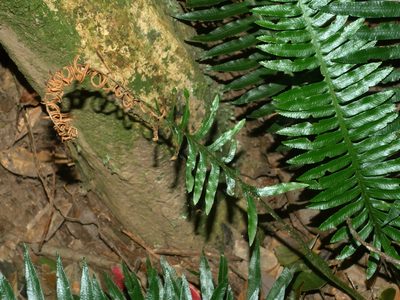 Plagiogyria falcata, photographed by Jacy Chen