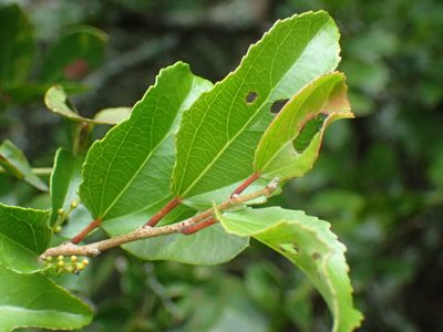 Trimeria trinervis, photographed by Mahomed Desai