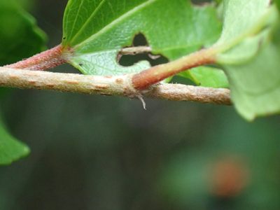 Trimeria trinervis, photographed by Mahomed Desai