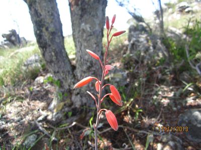 Aloe parvula, photographed by Romer N. Rabarijaona