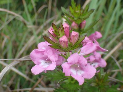 Graderia scabra, photographed by Mahomed Desai
