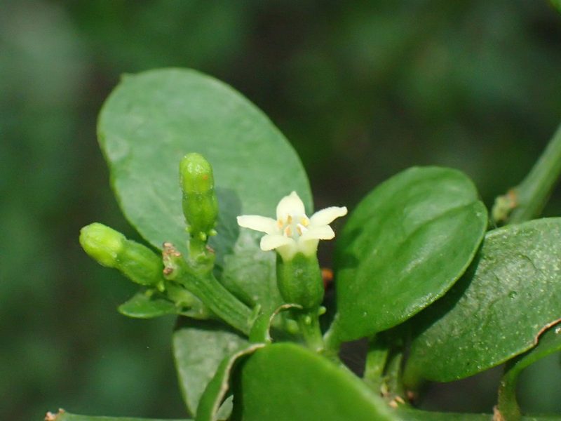 Osyridicarpos schimperianus, photographed by Mahomed Desai