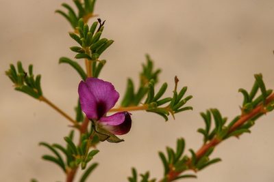 Gompholobium shuttleworthii, photographed by Cal Wood