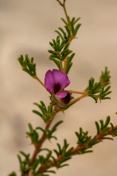 Gompholobium shuttleworthii, photographed by Cal Wood