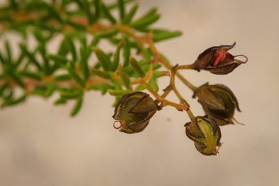 Gompholobium shuttleworthii, photographed by Cal Wood