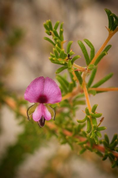 Gompholobium shuttleworthii, photographed by Cal Wood