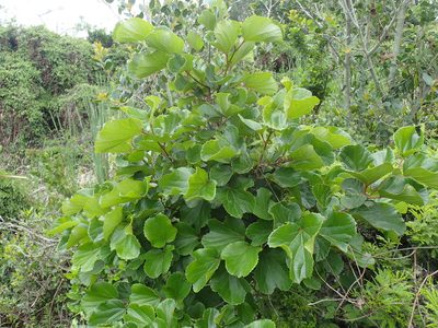 Trimeria grandifolia, photographed by Mahomed Desai