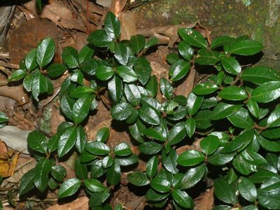 Ardisia japonica, photographed by Jacy Chen