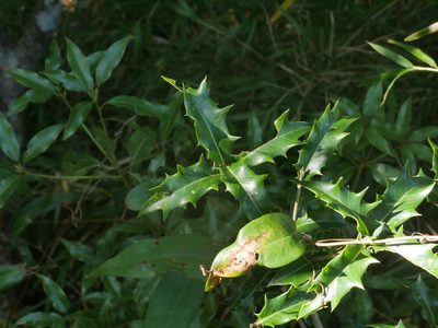 Osmanthus heterophyllus, photographed by Jacy Chen