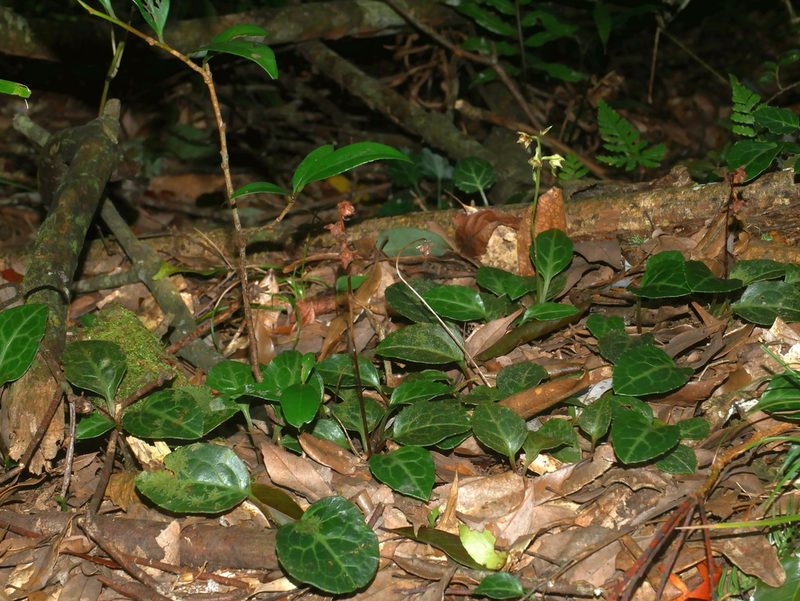 Pyrola alboreticulata, photographed by Jacy Chen