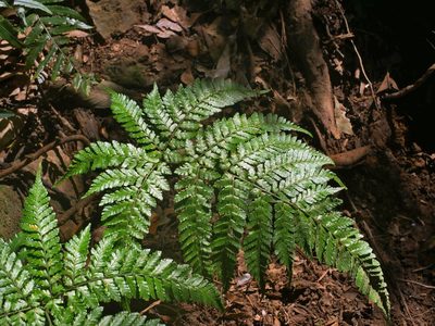 Dryopteris formosana, photographed by Jacy Chen