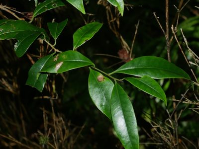 Ilex lonicerifolia, photographed by Jacy Chen