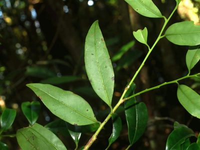 Ilex lonicerifolia, photographed by Jacy Chen