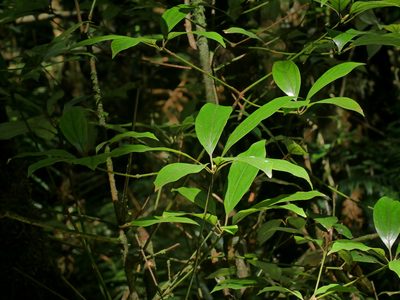 Neolitsea variabillima, photographed by Jacy Chen