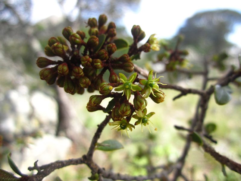 Asteropeia densiflora, photographed by Romer N. Rabarijaona