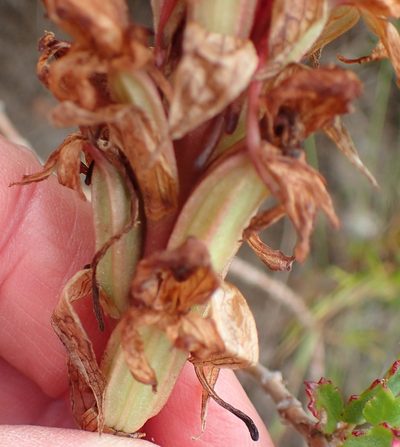 Satyrium princeps, photographed by Nicola van Berkel