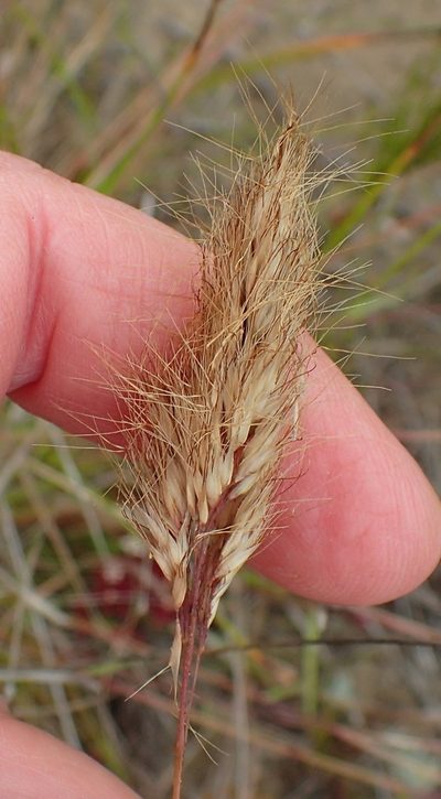 Pentameris calcicola, photographed by Nicola van Berkel