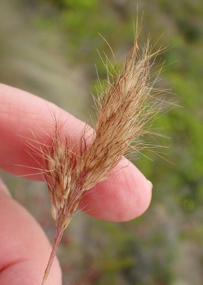 Pentameris calcicola, photographed by Nicola van Berkel