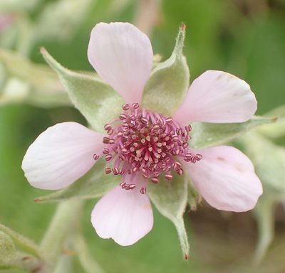 Rubus rigidus, photographed by Nicola van Berkel