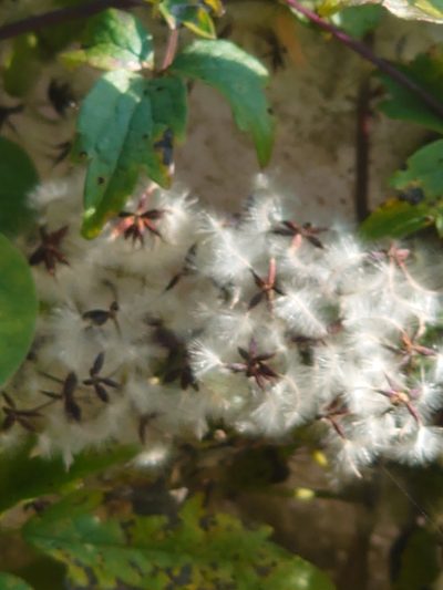 Clematis apiifolia, photographed by WATANABE Hitoshi 渡辺仁