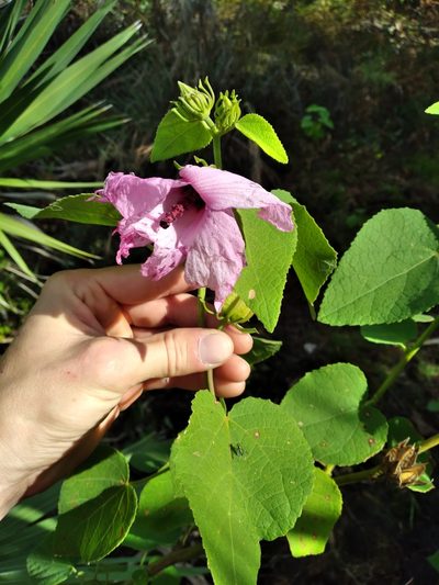 Sabdariffa furcellata, photographed by Scott Ward