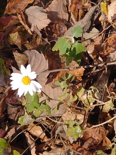 Chrysanthemum japonicum, photographed by WATANABE Hitoshi 渡辺仁