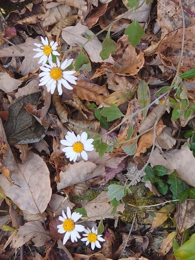 Chrysanthemum japonicum, photographed by WATANABE Hitoshi 渡辺仁