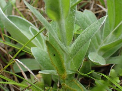 Helichrysum auriceps, photographed by Mahomed Desai