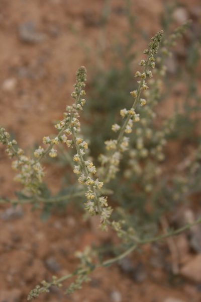 Caylusea hexagyna, photographed by Santiago Martín-Bravo