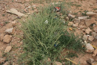 Caylusea hexagyna, photographed by Santiago Martín-Bravo