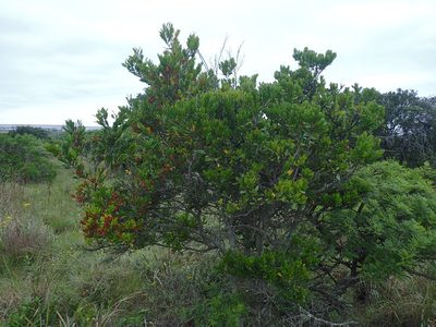 Diospyros scabrida, photographed by Mahomed Desai