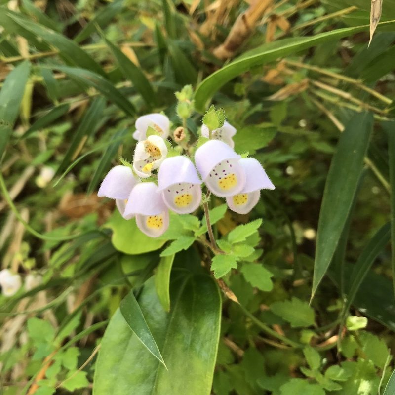 Jovellana violacea, photographed by Cristian Riquelme