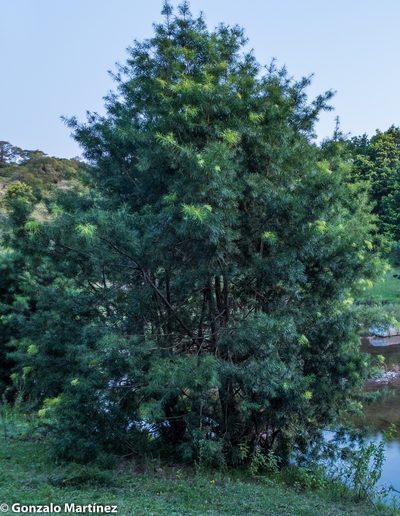 Podocarpus parlatorei, photographed by Gonzalo Martinez