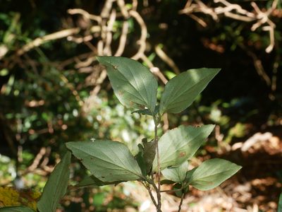 Rhododendron mariesii, photographed by Jacy Chen