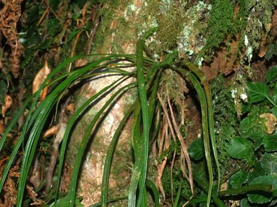 Haplopteris flexuosa, photographed by Jacy Chen