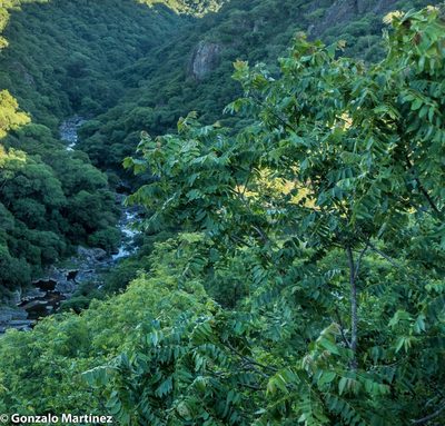Juglans australis, photographed by Gonzalo Martinez