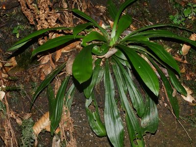 Helonias umbellata, photographed by Jacy Chen