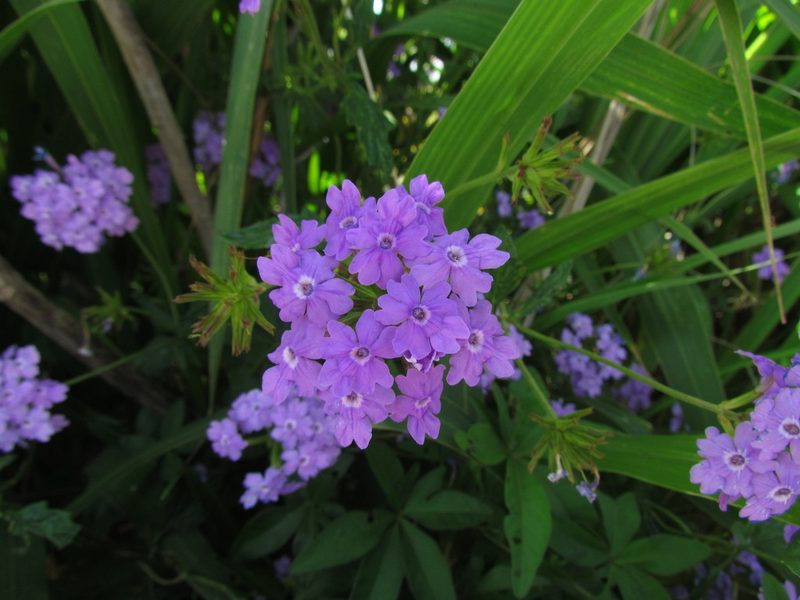 Verbena megapotamica, photographed by Matias Cabezas