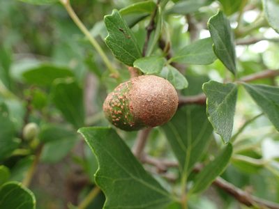 Rhoicissus tridentata, photographed by Mahomed Desai