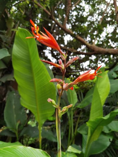 Canna tuerckheimii, photographed by Eduardo Chacón Madrigal